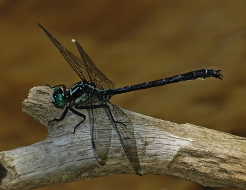 Male
2005_06_22_Fannin